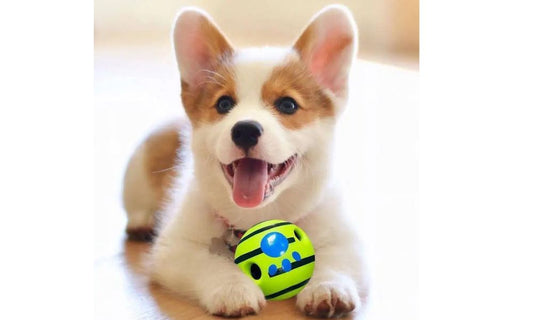 Chiot joyeux avec une balle pour chien verte et bleue entre les pattes, parfait pour l’apprentissage du rapport de balle
