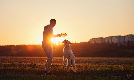 Chien jouant au frisbee chien au coucher du soleil : complicité, bonheur et partage