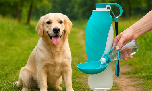golden retriever buvant avec une gourde pour chien pratique en extérieur