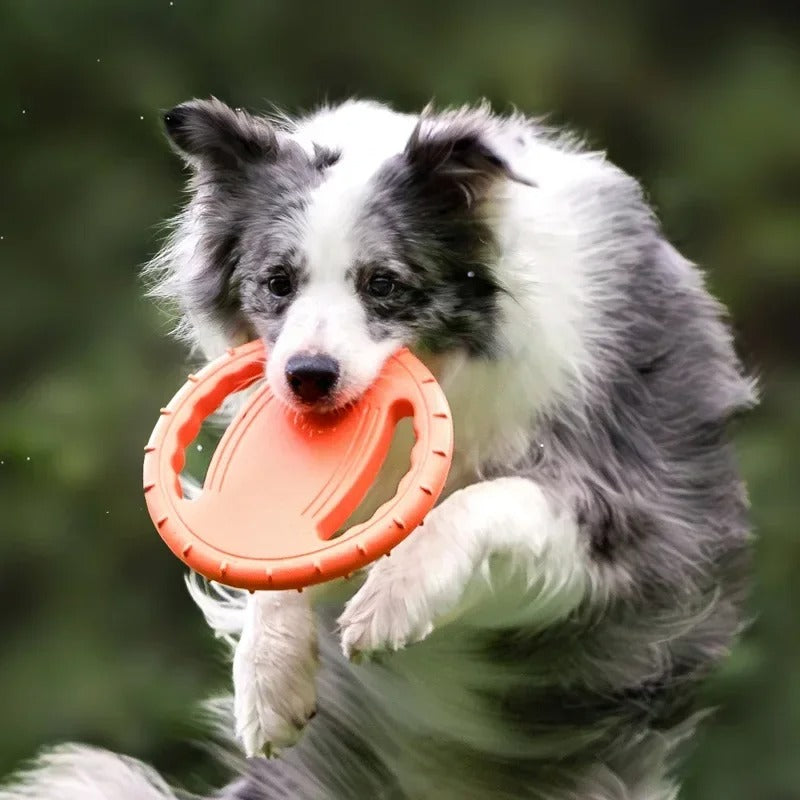 Berger australien tenant un frisbee chien dans sa gueule