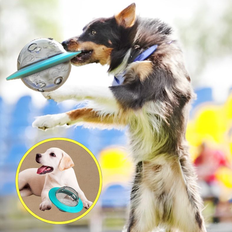 Border collie jouant avec distributeur de croquettes chien en mouvement