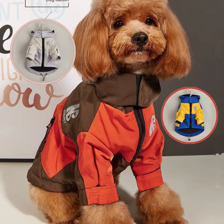 Chien assis avec manteau pour chien couleur brun
