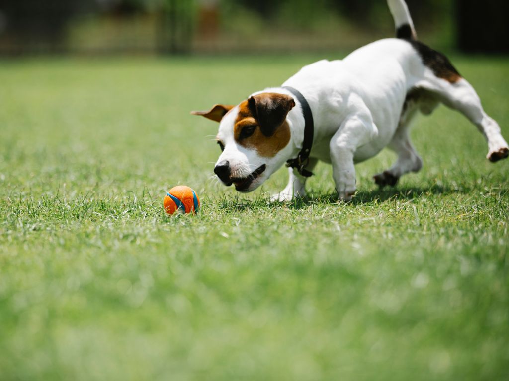 Chien en pleine course pour attraper une balle Chuckit sur l’herbe