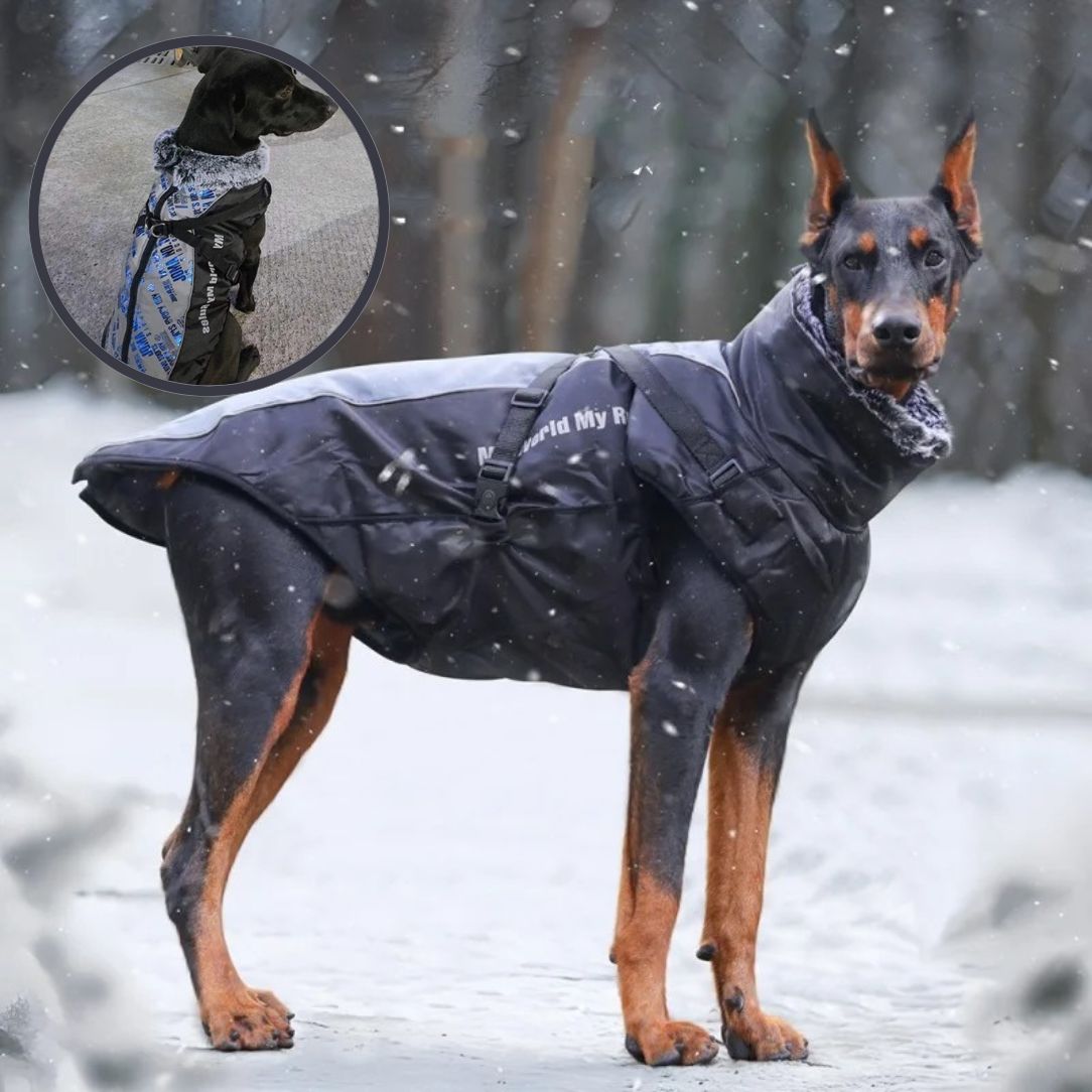 Chien Ă©quipĂ© dâun manteau chien impermĂ©able et chaud en hiver