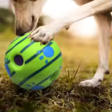 Chien qui sent une balle pour chien et la tient avec sa patte