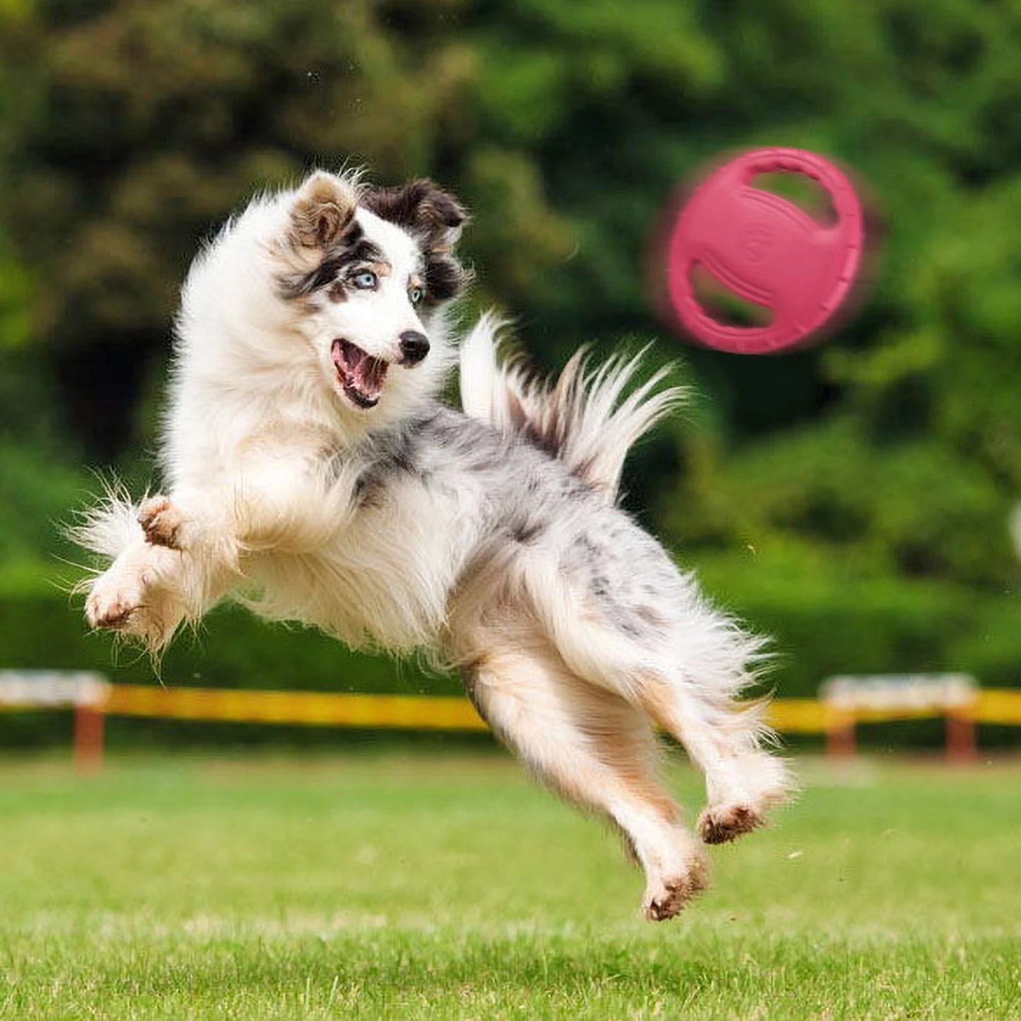 Chien saute en plein vol pour son frisbee chien préféré