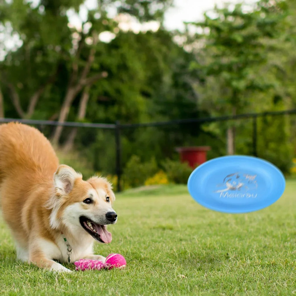 Chien-se-prépare-à -bondir-pour-attraper-son-frisbee-chien-bleu