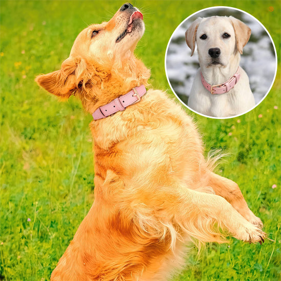 Collier chien pour chien en liberté