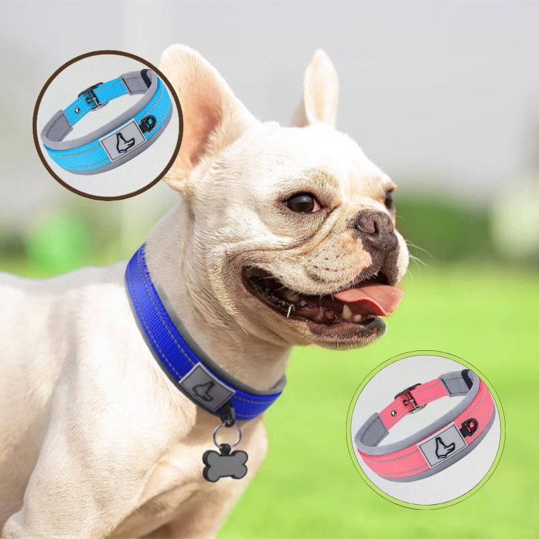 Collier chien résistant aux odeurs et séchage rapide