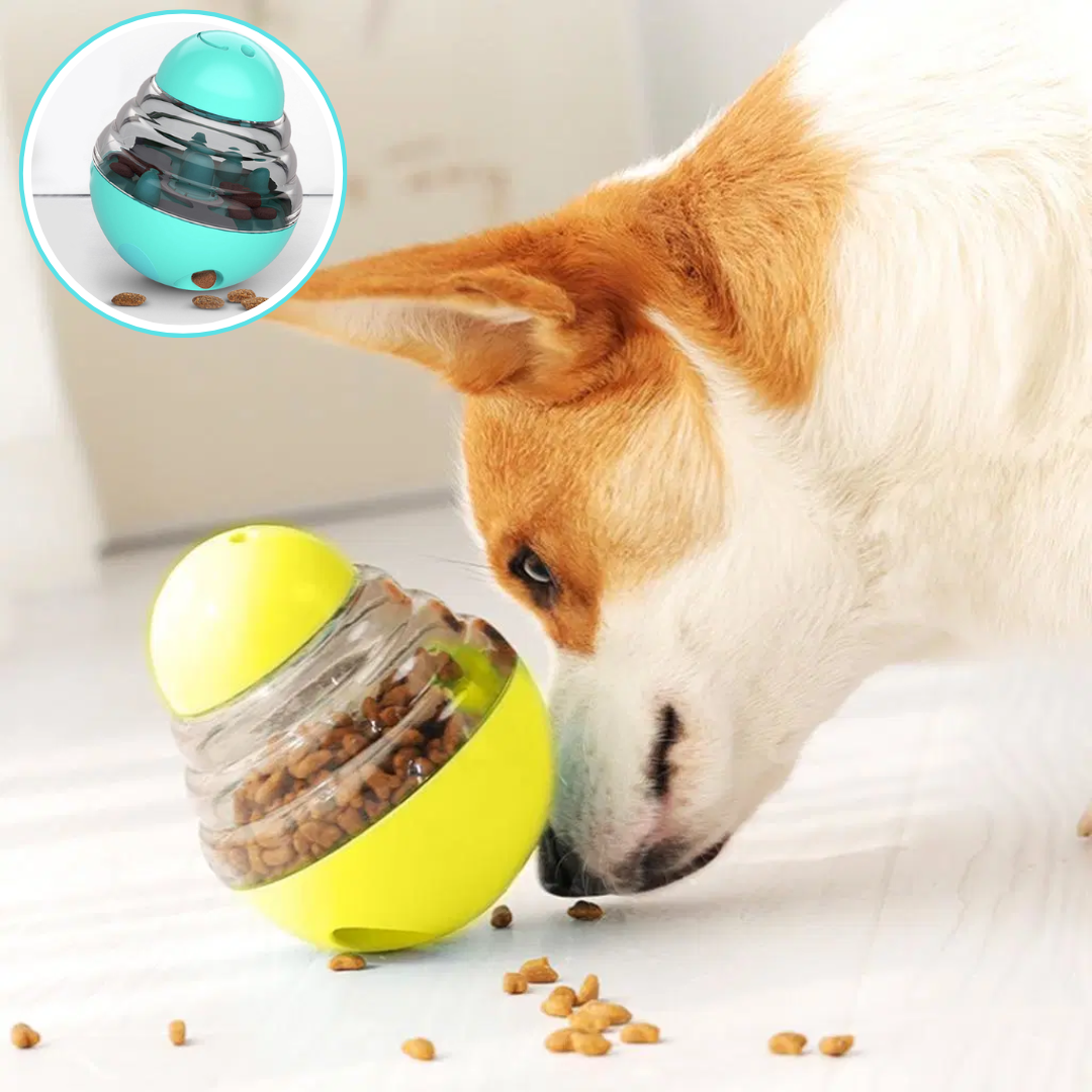 Corgi en train de manger avec distributeur de croquettes pour chien