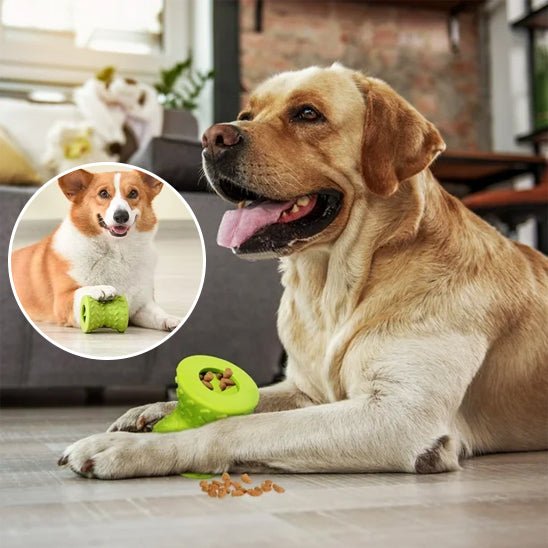Distributeur de croquettes pour chien conçu pour réduire le stress