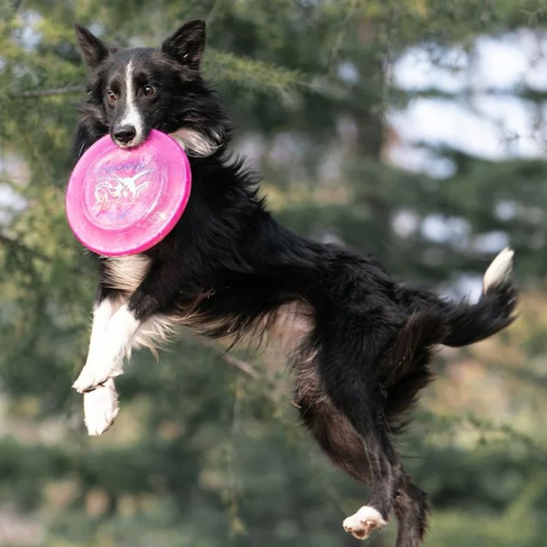 Frisbee chien dans la gueule, Border Collie suspendu dans les airs aprĂšs un saut