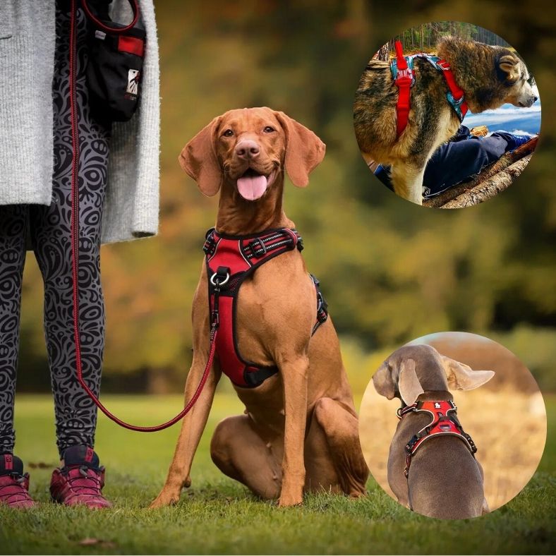 Harnais-anti-traction-chien-truelove