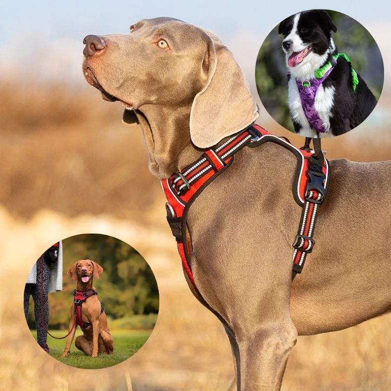 Harnais-anti-traction-chien-truelove