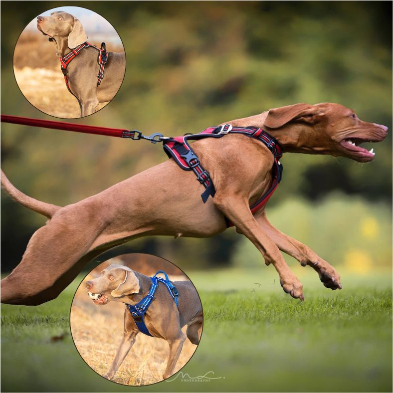 Harnais-anti-traction-chien-truelove