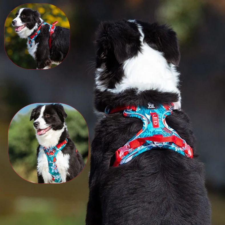Harnais-anti-traction-chien-truelove