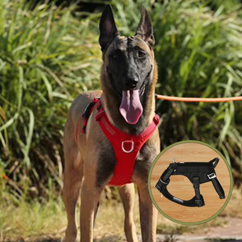 Harnais anti traction chien solide pour aventures et sorties quotidiennes