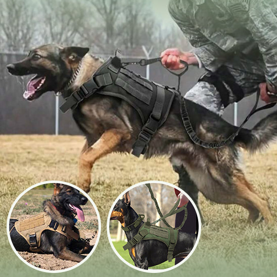 Harnais tactique chien sous controle