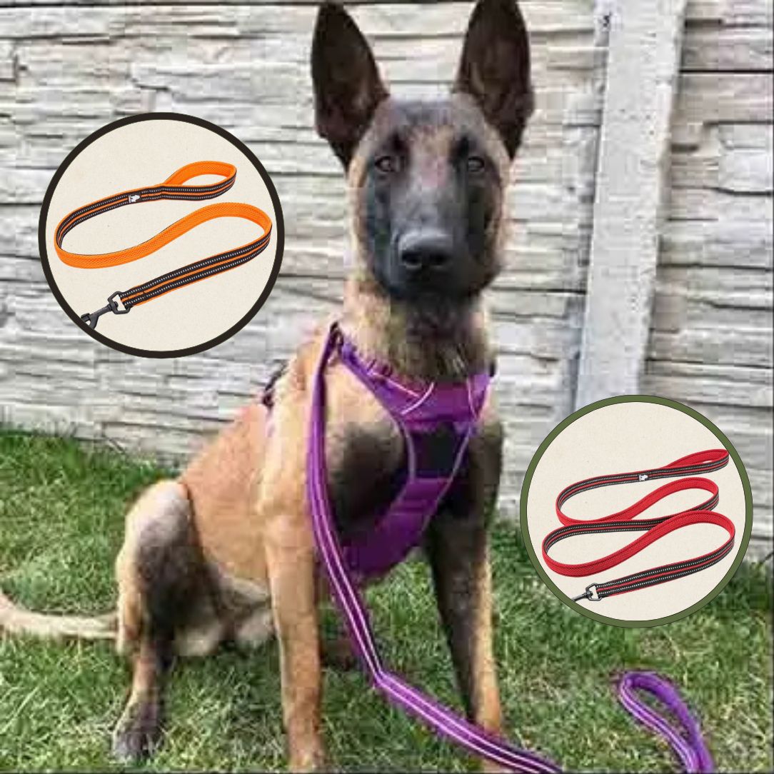 Laisse pour chien avec étiquette pour coordonnées du propriétaire