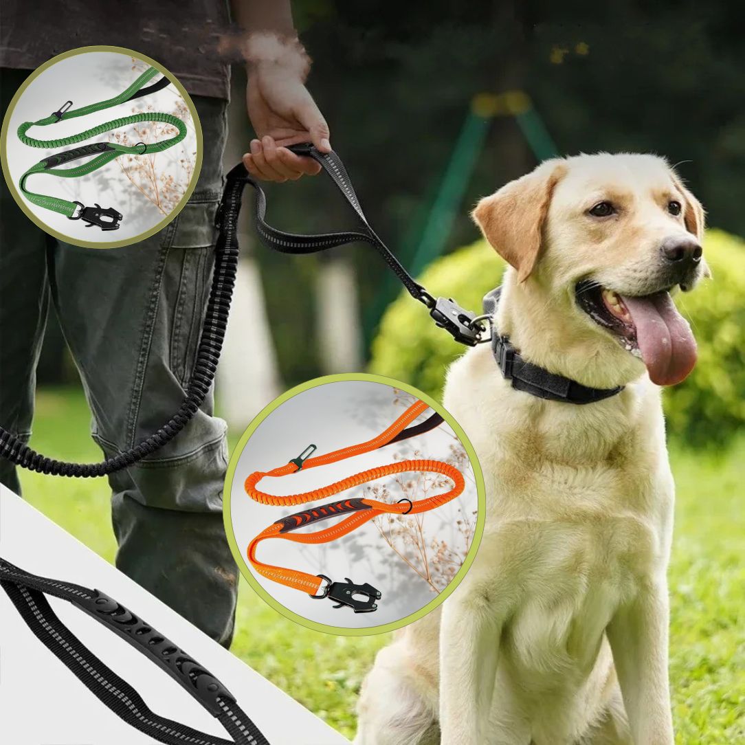 Laisse pour chien extensible idéale pour longues balades
