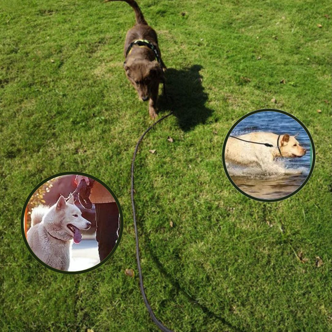 Longe-chien-anti-traction-pour-chiens-énergiques