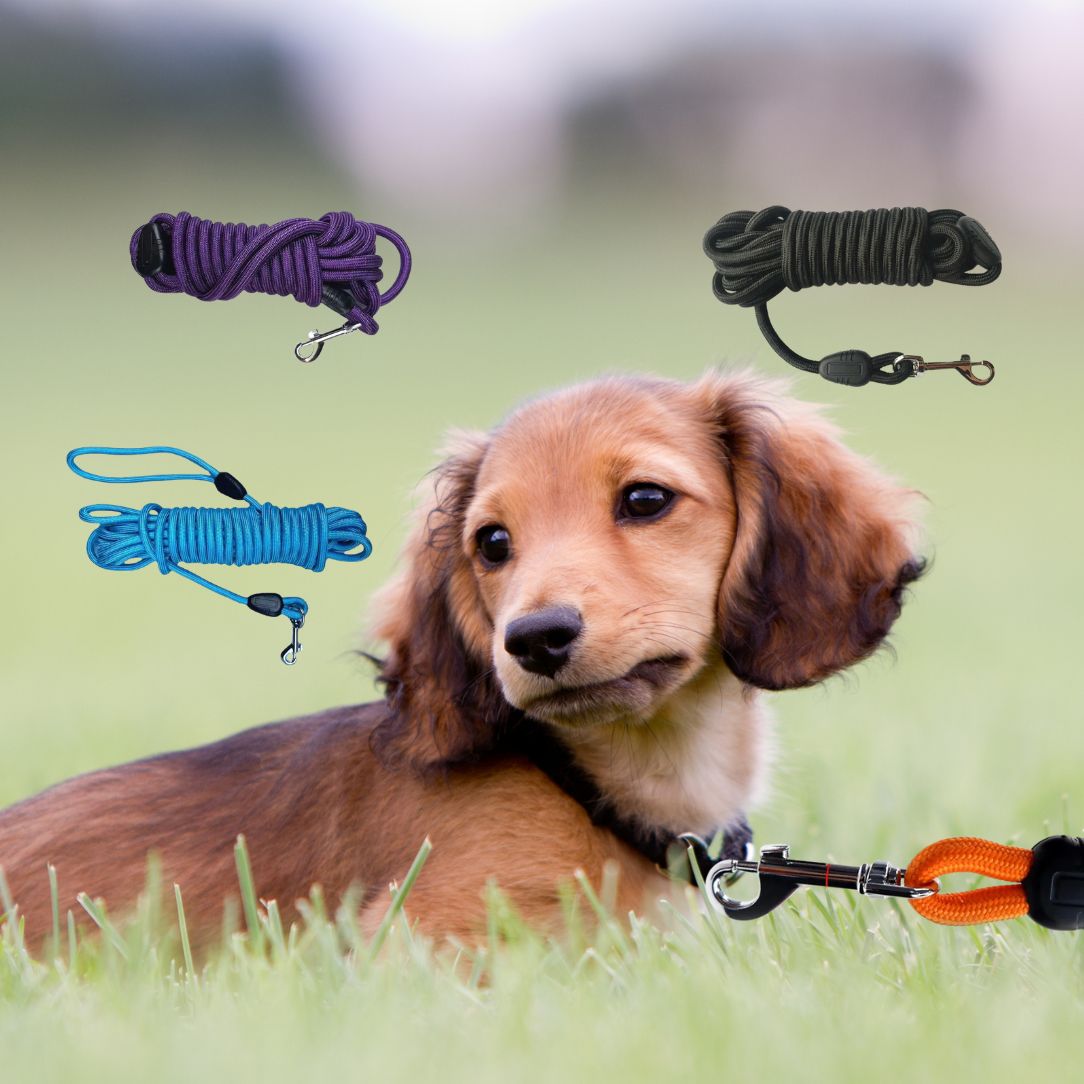 Longe-chien-disponible-en-plusieurs-tailles-et-couleurs