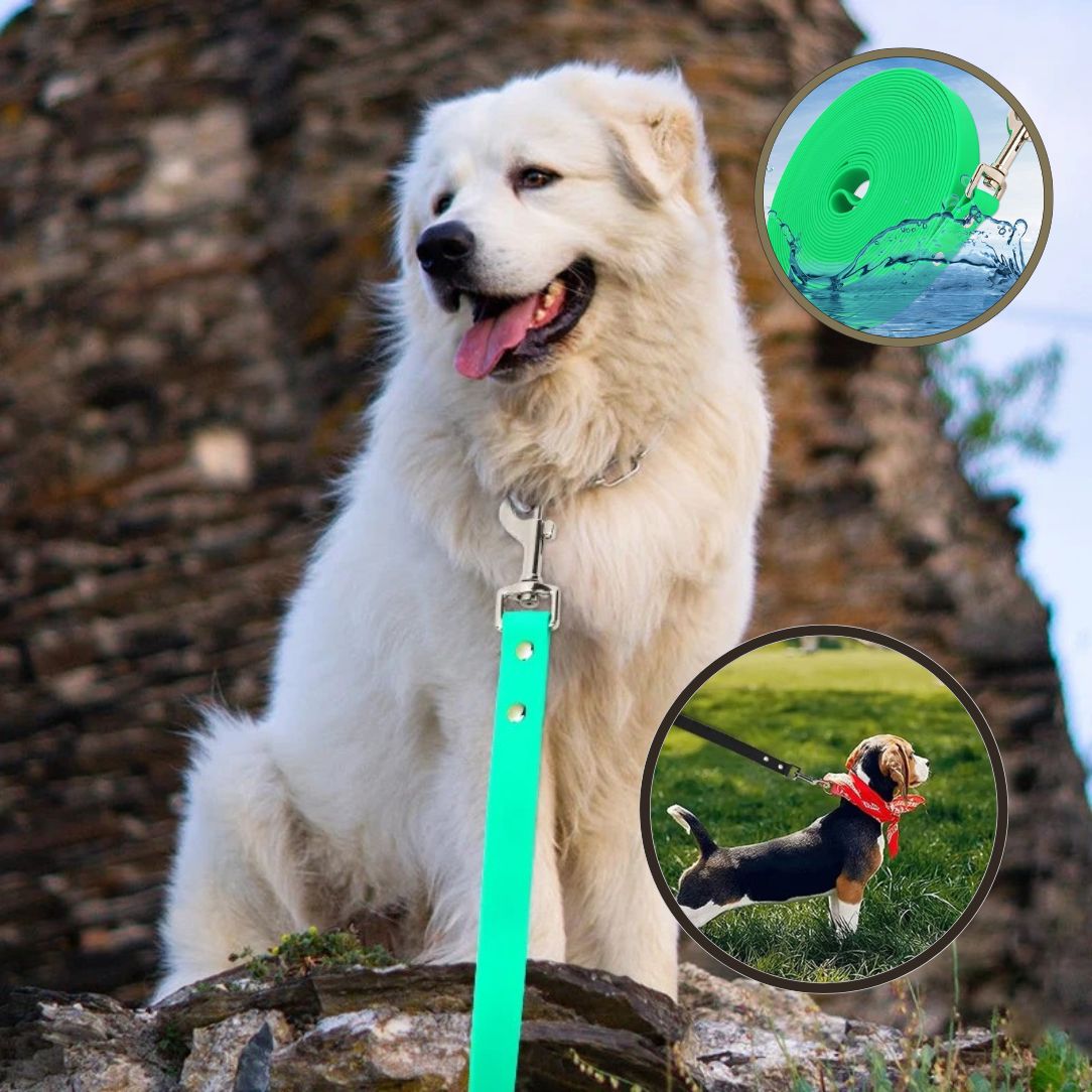Longe pour chien idéale pour apprentissage du rappel