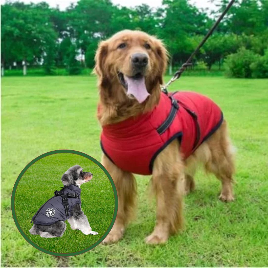 Manteau pour chien rouge porté par un golden retriever en promenade