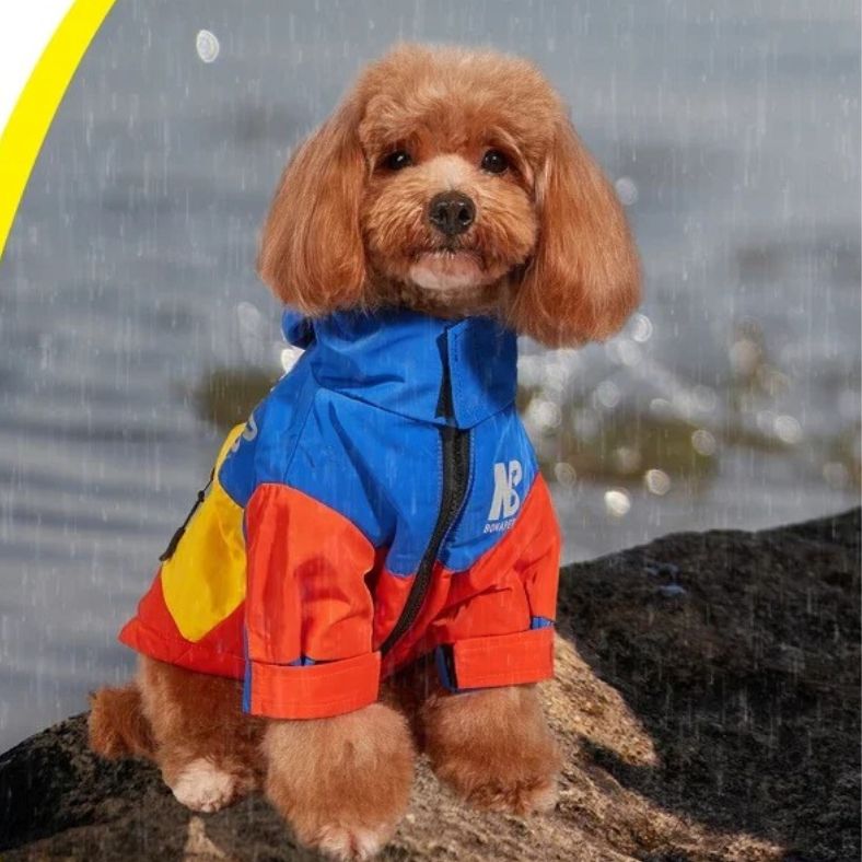 Petit chien en manteau pour chien orange et bleu sur un rocher