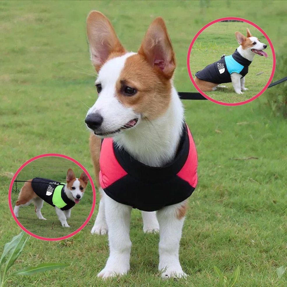 Protection totale contre les intempéries avec manteau chien ajusté