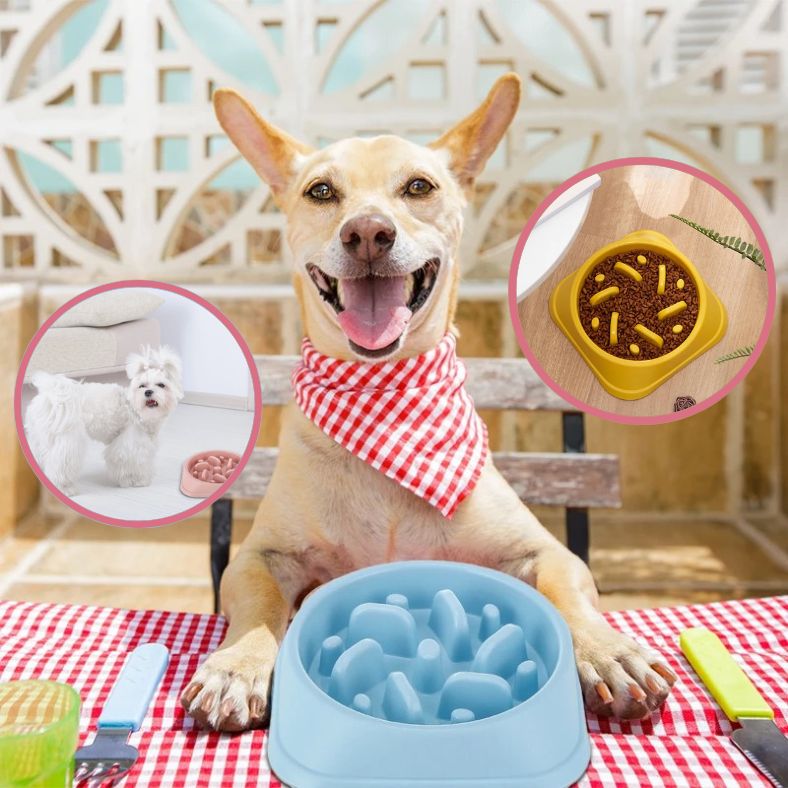 Vue de dessus d’une gamelle anti glouton avec labyrinthe intégré