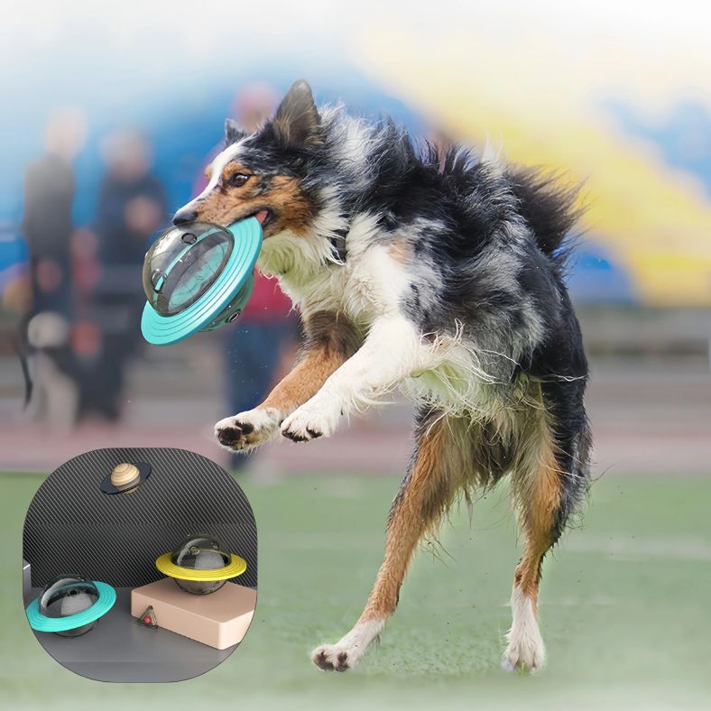 Vue des deux couleurs du distributeur de croquettes chien disponibles