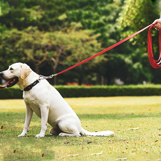Balade sĂ©curisĂ©e en forĂȘt avec longe pour chien extensible