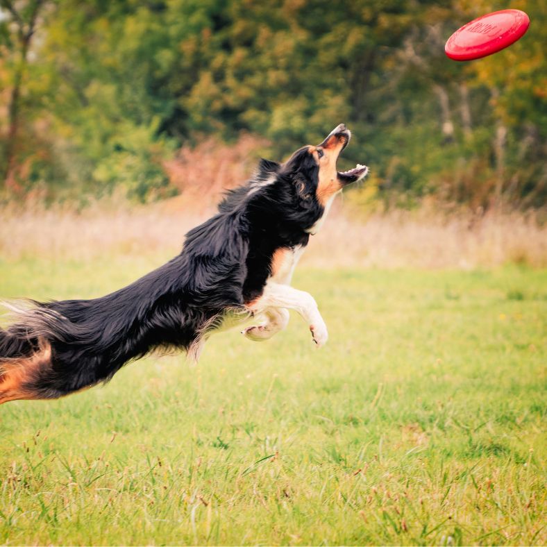 Border Collie bondissant dans un parc pour attraper un frisbee chien