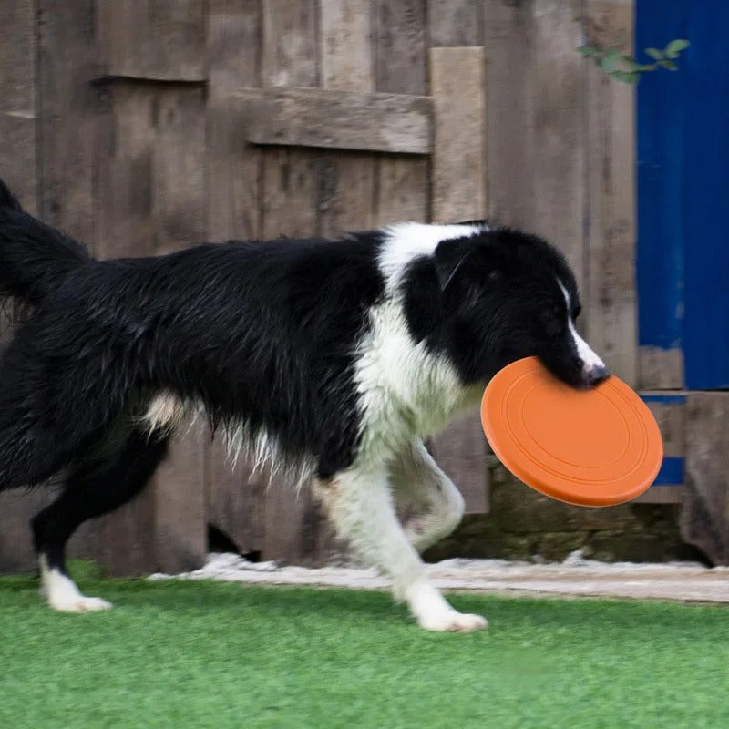 Border Collie court avec frisbee chien léger dans la gueule