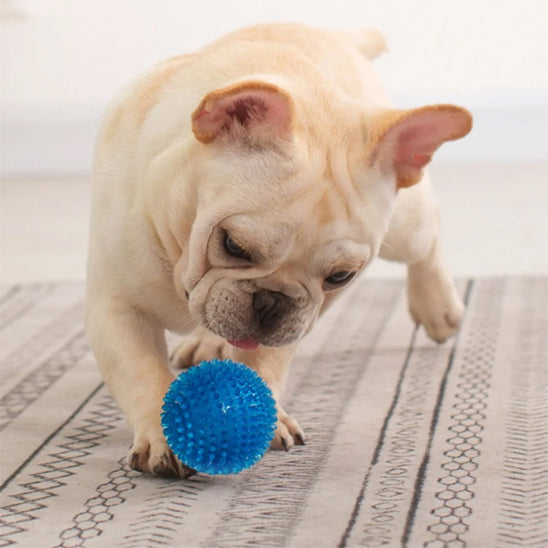 Carlin qui sâamuse avec une balle pour chien bleue