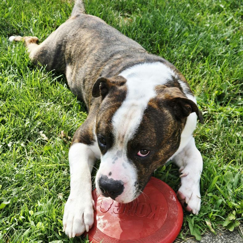 Chien allongé dans l’herbe avec son frisbee chien KONG entre les pattes