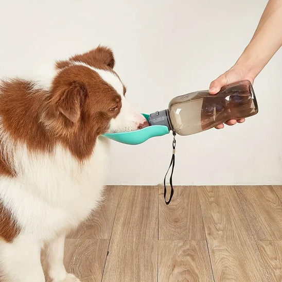 Chien assis hydraté avec gourde pour chien anti fuite tenue par maßtre