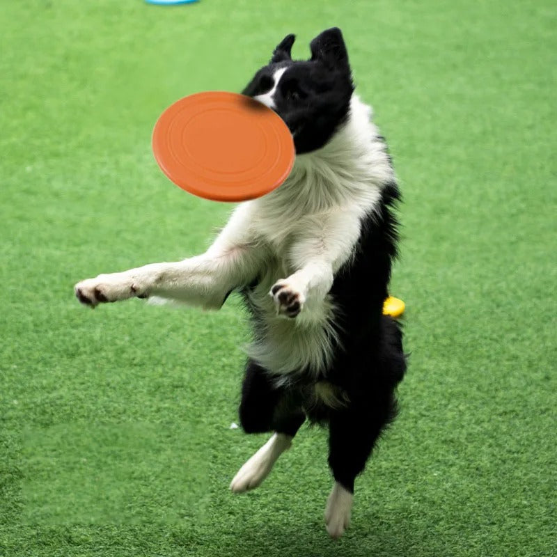 Chien attrape un frisbee chien orange en courant