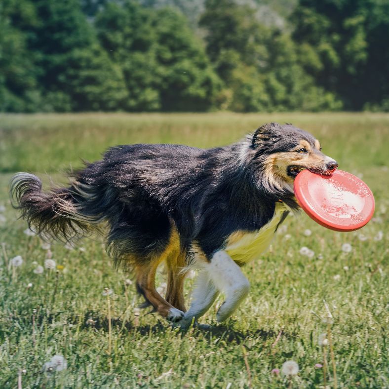 Chien courant à toute vitesse avec un frisbee chien souple