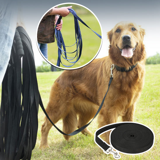 Chien en promenade avec une longe pour chien pour une balade en toute liberté