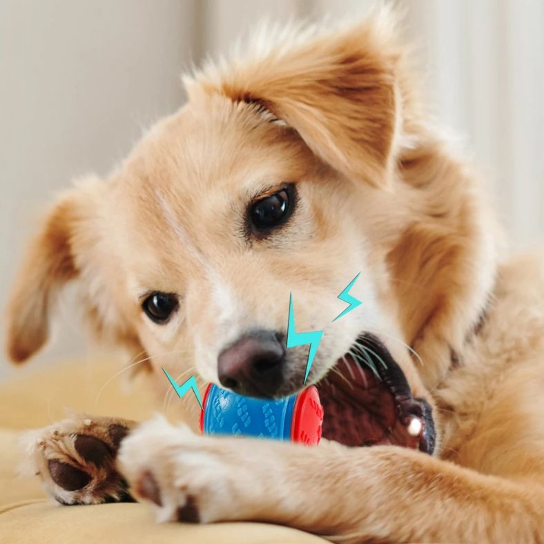Chien jouant avec une balle pour chien grinçante