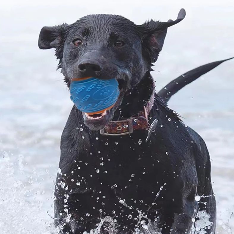 Chien nageant dans la mer avec une balle pour chien entre les crocs
