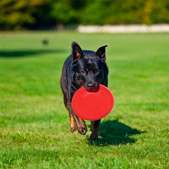 Chien rapporte son frisbee chien rouge en courant