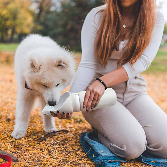 Chien s’hydratant avec gourde pour chien pliable étanche 550 ml