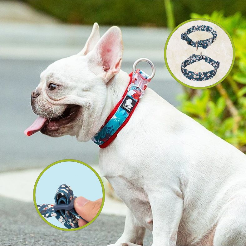 Collier chien réglable en trois points pour ajustement idéal