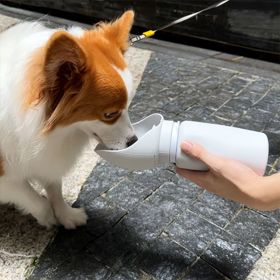 Corgi buvant de l'eau fraîche depuis la gourde pour chien