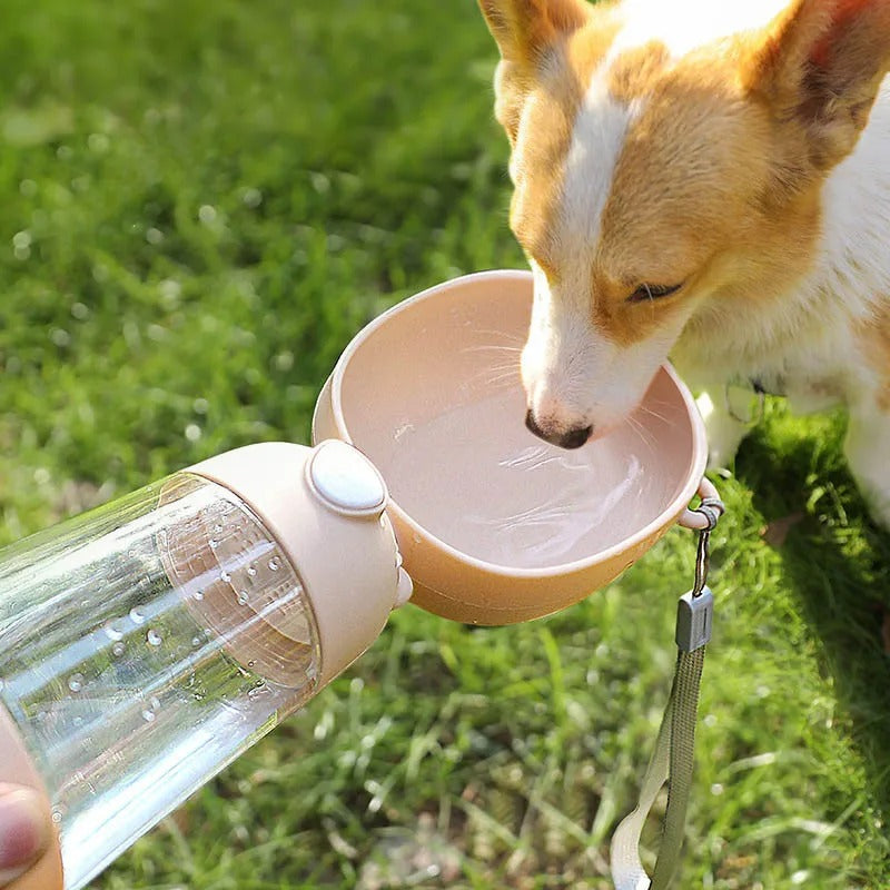 Corgi buvant directement depuis une gourde pour chien portable