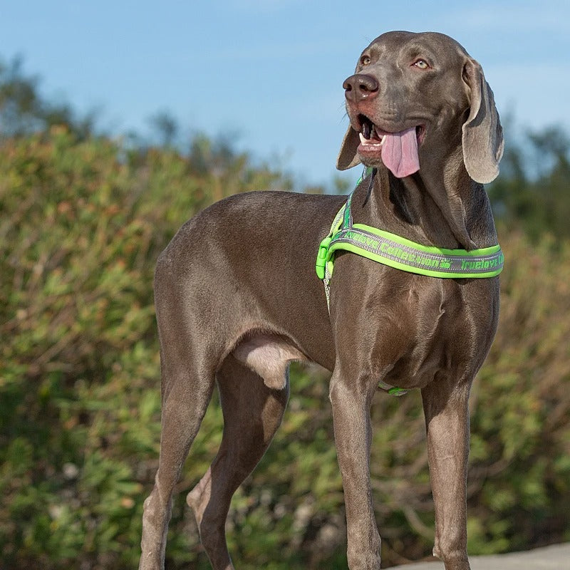 Doublure en néoprène douce du harnais anti traction pour chien vert