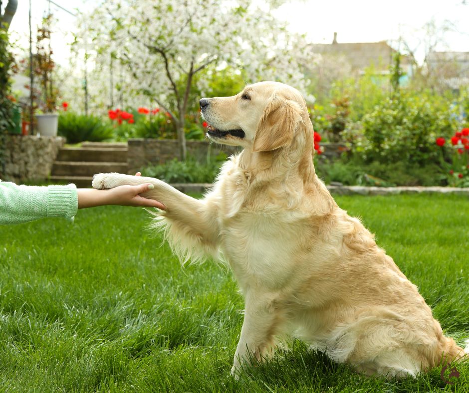 Golden retriever dans un jardin printanier donnant la patte